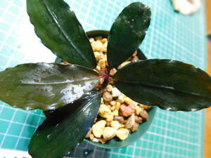 ◎1632TN149 （自家栽培）水草　　ブセファランドラ　Bucephalandra sp. Red Gaia