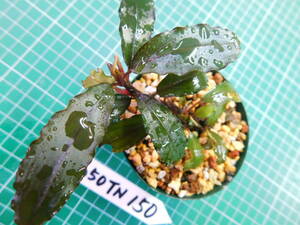 ◎1650TN150 （自家栽培）水草　　ブセファランドラ　Bucephalandra sp. Copper Leaf Sokan KN便