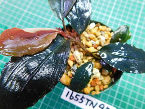 ◎1655TN97 （自家栽培）水草　　ブセファランドラ　Bucephalandra sp. Blue Venty