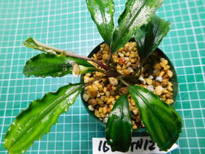 ◎1664TN123 （自家栽培）水草　　ブセファランドラ　Bucephalandra sp. Nanga Taman Black Venti