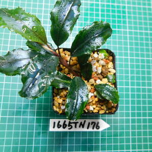 ◎1665TN176 （自家栽培）水草  ブセファランドラ Bucephalandra sp. Maia マイヤの画像2