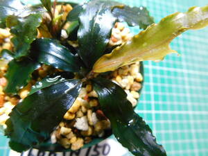 ◎1666TN150 （自家栽培）水草　　ブセファランドラ　Bucephalandra sp. Copper Leaf Sokan KN便