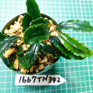 ◎1667TN342 （自家栽培）水草  ブセファランドラ Bucephalandra sp. Brownie Phantom Kn便①の画像3