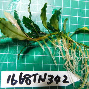 ◎1668TN342 （自家栽培）水草  ブセファランドラ Bucephalandra sp. Brownie Phantom Kn便②の画像2