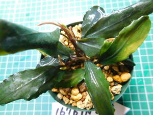 ◎1676TN259 （自家栽培）水草　　ブセファランドラ　Bucephalandra sp. Shining-Green from Kata baru timur2 AZ0311-12②