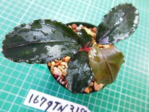 ◎1679TN318 （自家栽培）水草　　ブセファランドラ　Bucephalandra sp. Black Diamond