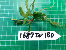 ◎1687TN180 （自家栽培）水草　　ブセファランドラ　Bucephalandra sp. Pina_画像2
