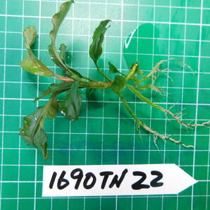 ◎1690TN22 （自家栽培）水草  ブセファランドラ Bucephalandra sp. Hadesの画像2