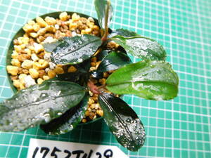 ◎1752TN29 （自家栽培）水草　　ブセファランドラ　Bucephalandra sp. Brownie Blue