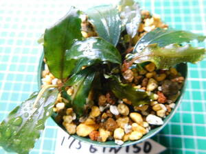 ◎1756TN150 （自家栽培）水草　　ブセファランドラ　Bucephalandra sp. Copper Leaf Sokan KN便