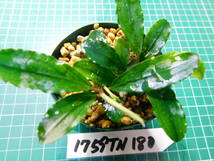 ◎1759TN180 （自家栽培）水草　　ブセファランドラ　Bucephalandra sp. Pina_画像3