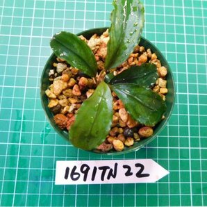 ◎1691TN22  (自家栽培）水草 ブセファランドラ Bucephalandra sp.Hadesの画像3