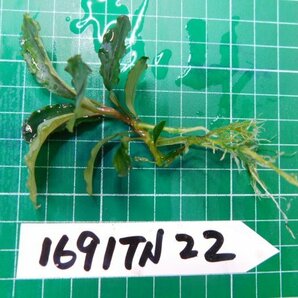 ◎1691TN22  (自家栽培）水草 ブセファランドラ Bucephalandra sp.Hadesの画像2