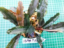 ◎1694TNX33　 (自家栽培）水草　ブセファランドラ　Bucephalandra sp.インボイス名不明TNX33_画像4