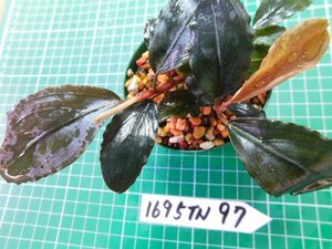 ◎1695TN97　 (自家栽培）水草　ブセファランドラ　Bucephalandra sp.Blue Venty