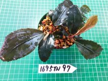 ◎1695TN97　 (自家栽培）水草　ブセファランドラ　Bucephalandra sp.Blue Venty_画像2