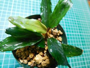 ◎1698TN47　 (自家栽培）水草　ブセファランドラ　Bucephalandra sp.Sintang ShineGreen②