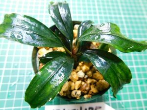 ◎1761TN175　 (自家栽培）水草　ブセファランドラ　Bucephalandra sp.　Red Blade レッドブレイド