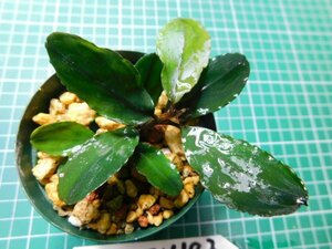 ◎1770TN183　 (自家栽培）水草　ブセファランドラ　Bucephalandra sp.　Sokan 3shine Blue