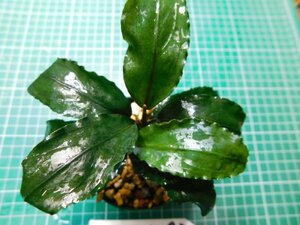 ◎1702TN293　 (自家栽培）水草　ブセファランドラ　Bucephalandra sp.　Sekadau Series セカダウセリエス