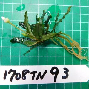 ◎1708TN93  (自家栽培）水草 ブセファランドラ Bucephalandra sp. Belindae ベリンダエの画像2