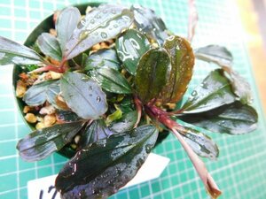 ◎1709TN1　 (自家栽培）水草　ブセファランドラ　Bucephalandra sp.　インボイス名不明①