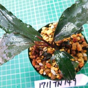 ◎1711TN149  (自家栽培）水草 ブセファランドラ Bucephalandra sp. Red Gaiaの画像1