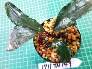 ◎1711TN149　 (自家栽培）水草　ブセファランドラ　Bucephalandra sp.　Red Gaia