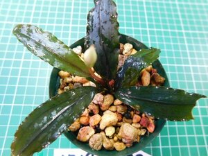 ◎1719TN150　 (自家栽培）水草　ブセファランドラ　Bucephalandra sp.　Copper Leaf Sokan Kn便