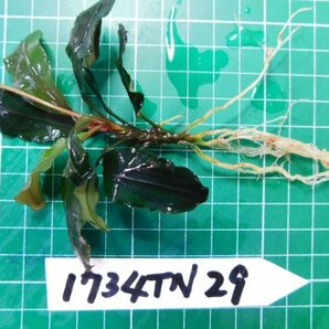 ◎1734TN29  (自家栽培）水草 ブセファランドラ Bucephalandra sp. Brownie Blueの画像2