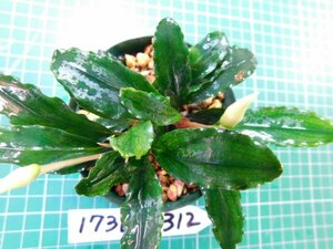 ◎1736TN312　 (自家栽培）水草　ブセファランドラ　Bucephalandra sp.　Pina①