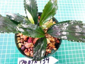 ◎1740TN139　 (自家栽培）水草　ブセファランドラ　Bucephalandra sp.　Nanga mahap Sekadau②