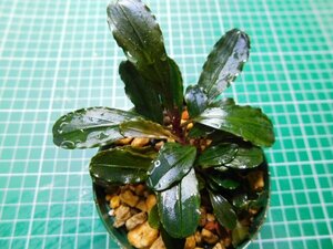 ◎1741TN1　 (自家栽培）水草　ブセファランドラ　Bucephalandra sp.　インボイス名不明①