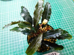 ◎1744TNM33　 (自家栽培）水草　ブセファランドラ　Bucephalandra sp.　不明TNM33