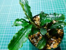 ◎1747TN135　 (自家栽培）水草　ブセファランドラ　Bucephalandra sp.　Green Veivet グリーンベルベット_画像4