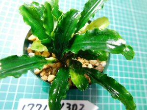 ◎1771TN302　 (自家栽培）水草　ブセファランドラ　Bucephalandra sp.　Sintang Kayulapis Type2 LA便①