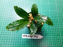 ◎1773TN331　 (自家栽培）水草　ブセファランドラ　Bucephalandra sp.　Sekadau Series①_画像3