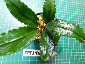 ◎1773TN331　 (自家栽培）水草　ブセファランドラ　Bucephalandra sp.　Sekadau Series①