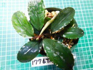 ◎1776TN319　 (自家栽培）水草　ブセファランドラ　Bucephalandra sp.　Shine Bluecarpet Kn便②