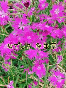 カワラナデシコ 花の種 100粒