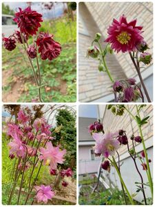 西洋オダマキ 多年草 花の種 200粒