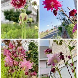 西洋オダマキ 花の種 200粒