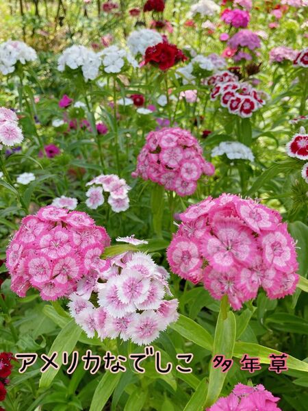 美女なでしこ 花の種 200粒