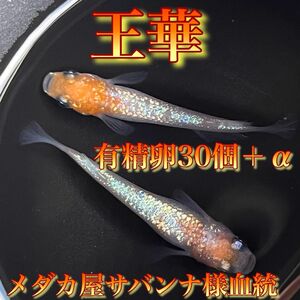 メダカ【王華】メダカ屋サバンナ様血統　有精卵30個＋α