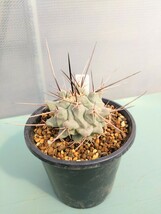 サボテン 多肉植物 実生　テロカクタス　鶴巣丸_画像4