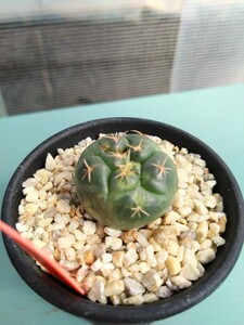 サボテン 多肉植物　コリファンタ属　象牙丸錦　カキ仔