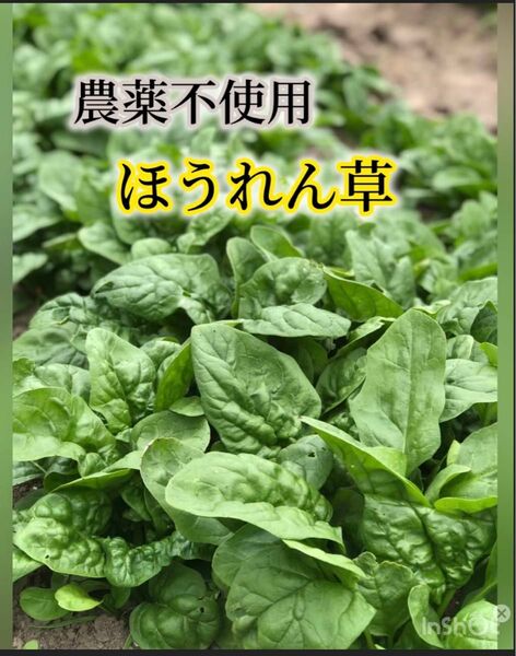 農薬不使用　ほうれん草　箱60サイズ