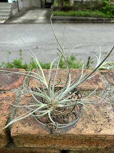 Tillandsia ベイレイ　ビビパラフォーム　チランジア エアプランツ 