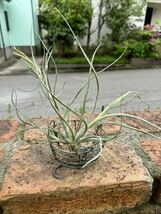 Tillandsia ベイレイ　ビビパラフォーム　チランジア エアプランツ _画像5