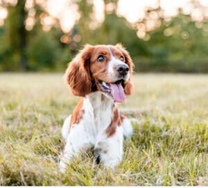 フリー画像　犬　　1円　即決　